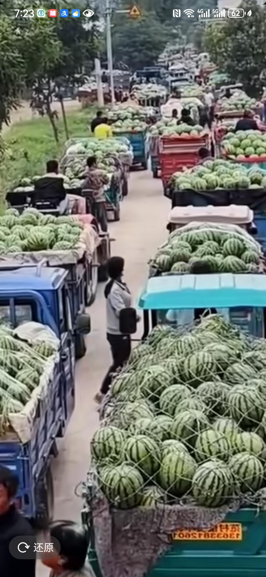 看看河南老家农村种的大西瓜几毛钱一斤没人要今年农民种西瓜真难，成大块地的大西瓜