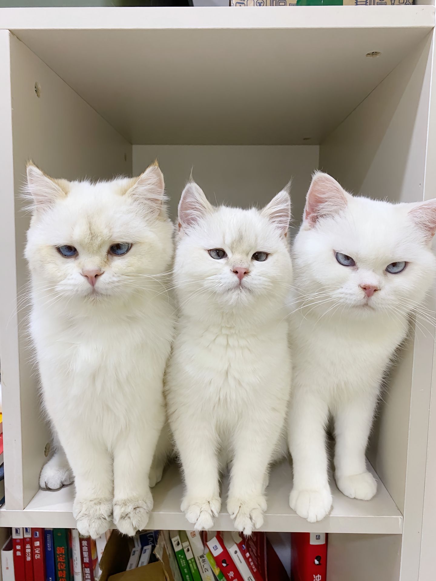 为啥三只都不太聪明的样子呢⊙ω⊙​​​