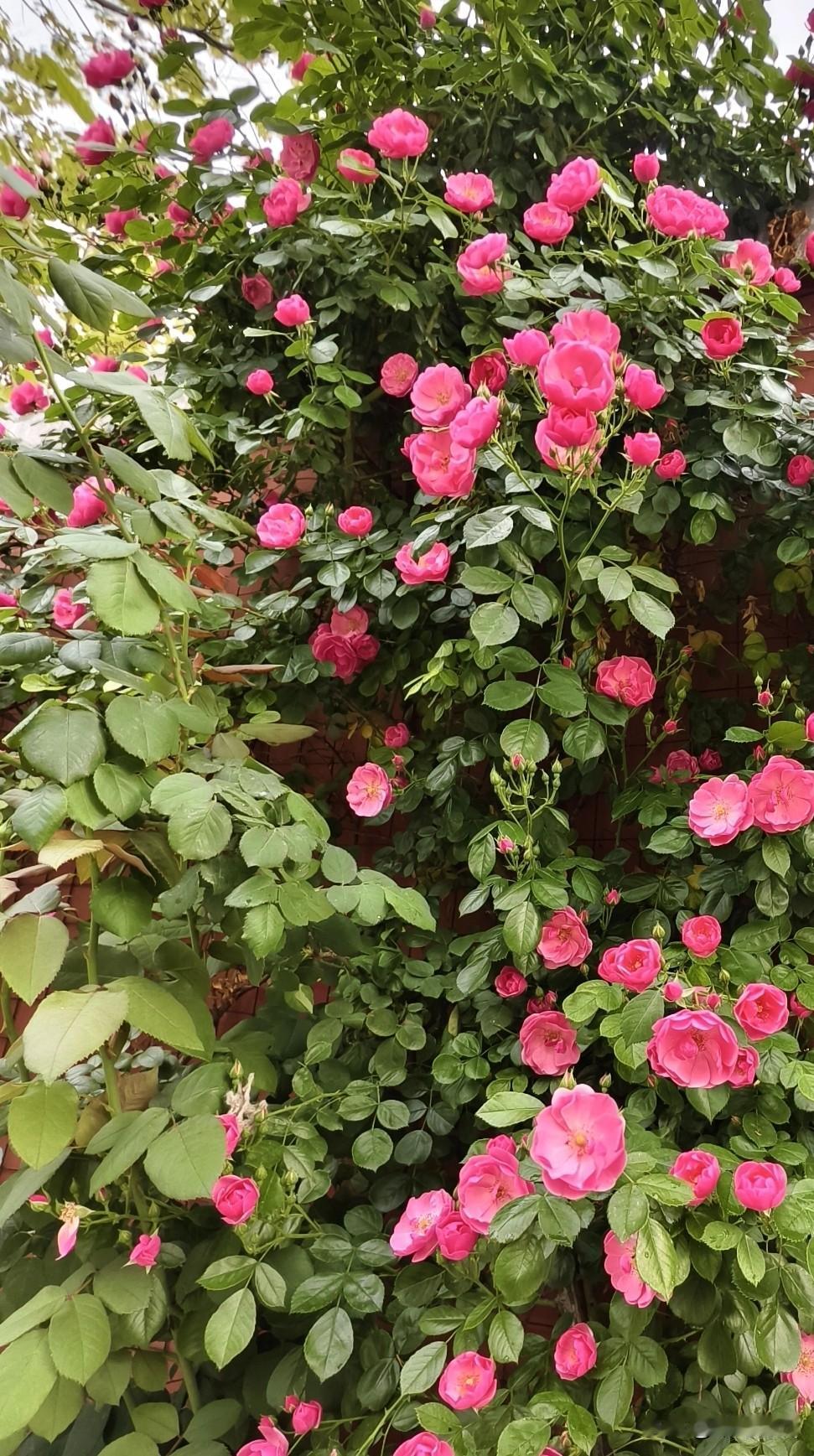 每周包140个饺子，老母亲一周的饭就准备好了。这是一家人，因为工作原因不能照