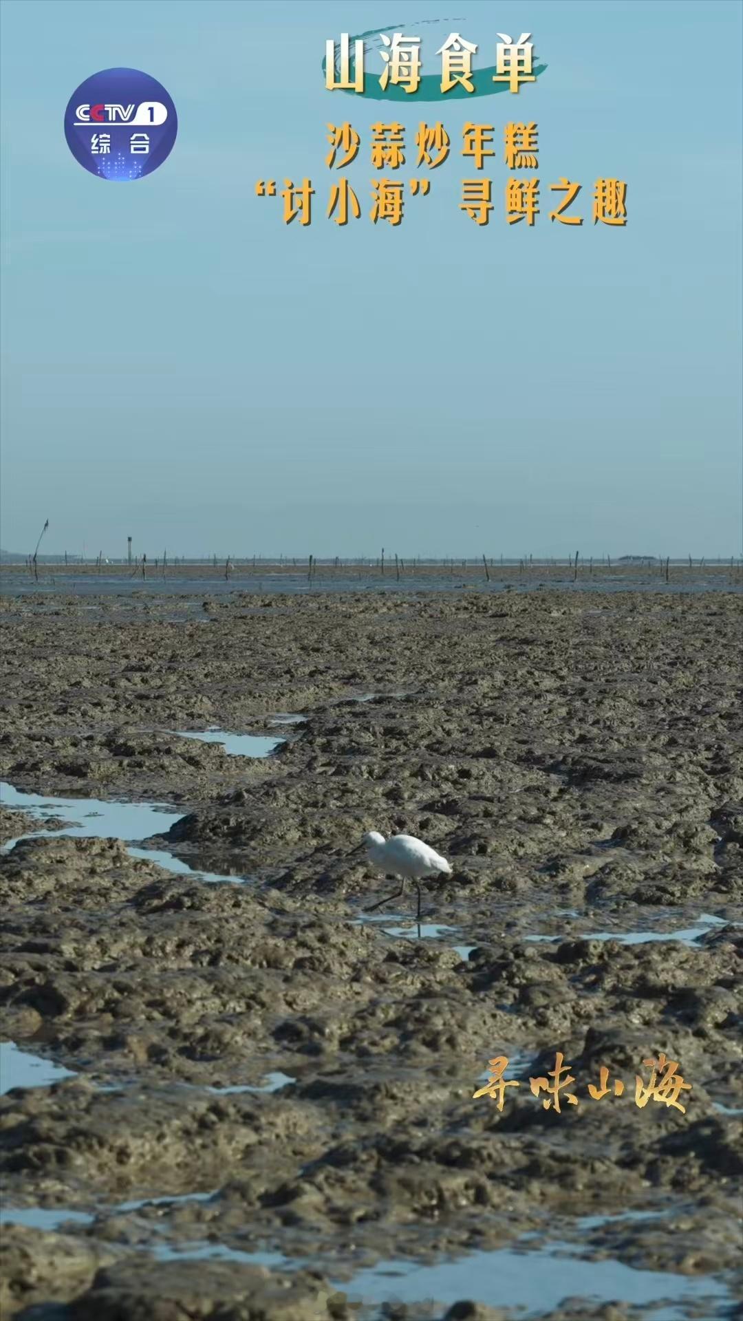 浙江人才懂沙蒜炒年糕的含金量沙蒜炒年糕端上来那刻，糯米的香和海味的鲜直接往鼻子