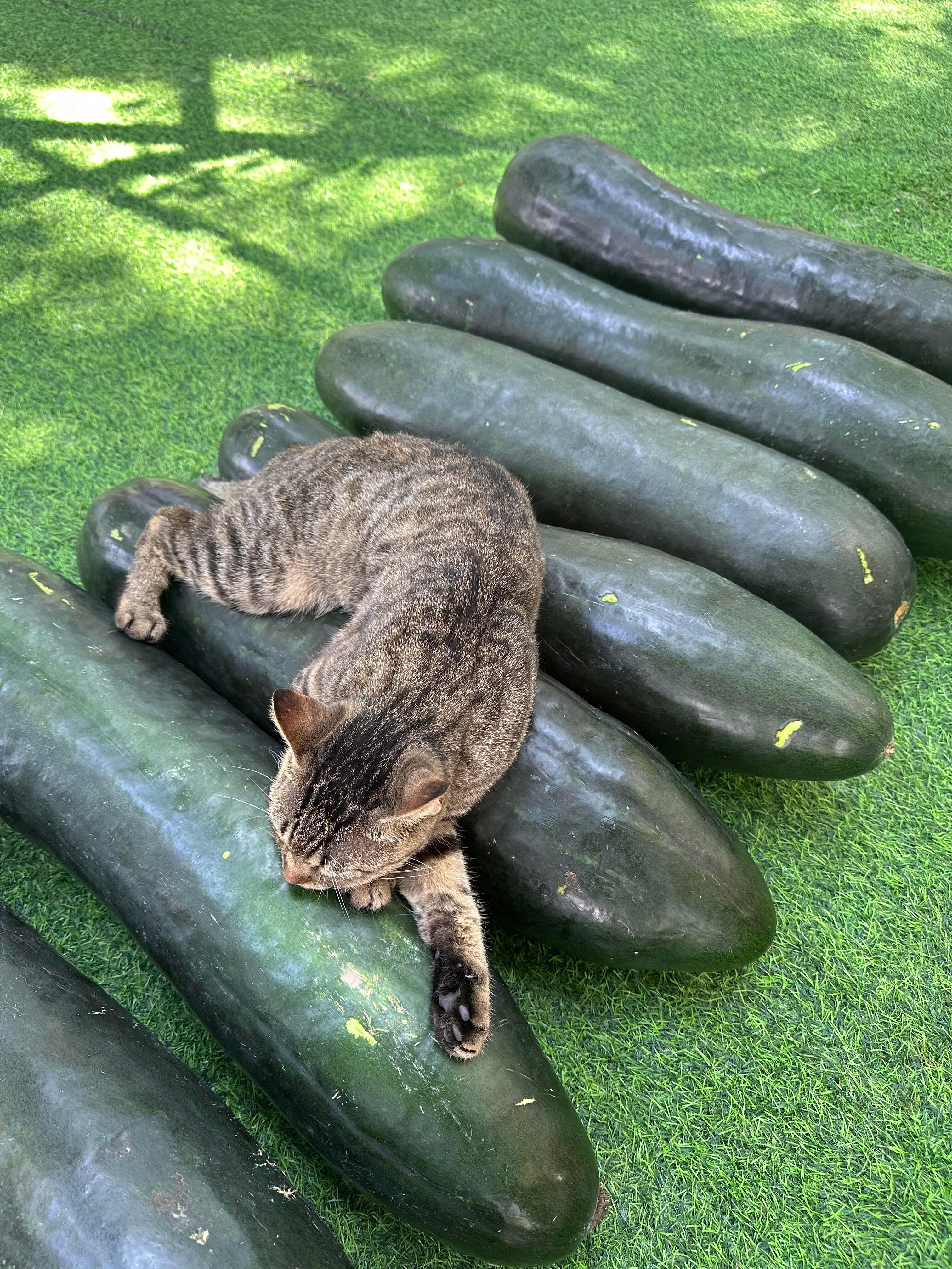 猫猫夏天有自己的解暑神器​​​