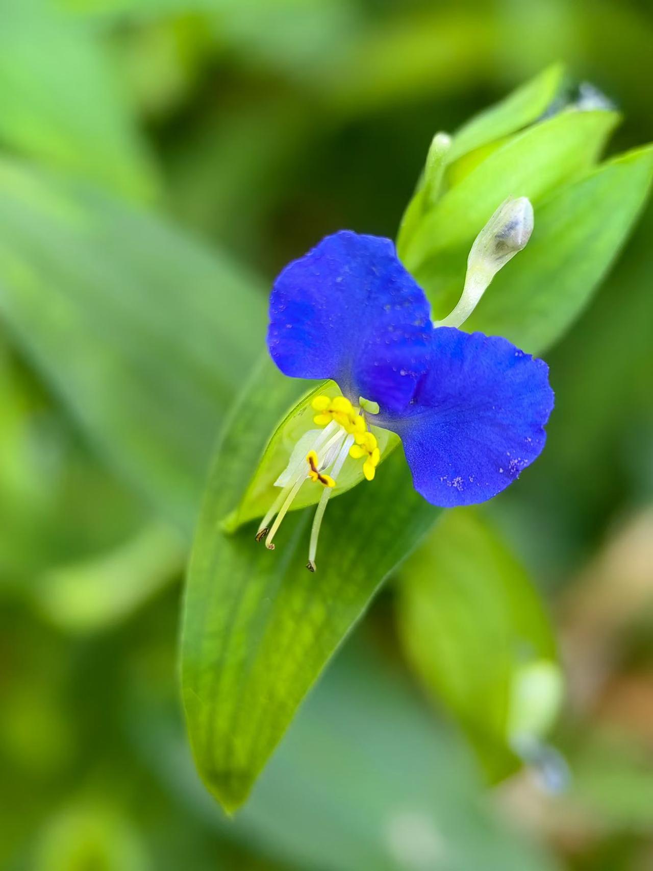 《秋花小记》1-3图鸭跖草；4图蓝花鼠尾草；5图铁线莲（种子果序）；6图牵牛花