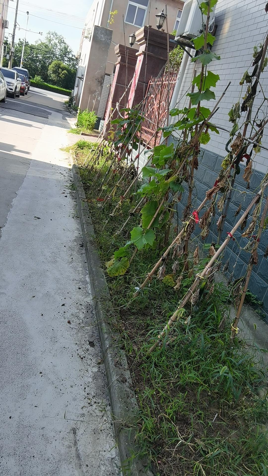 伏中劳动瓜藤荚蔓绕墙生，绿意犹存杂草盛。除旧迎新期