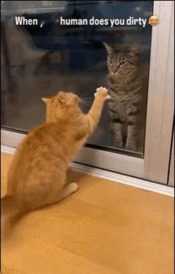 一只中华狸花猫漂洋过海被带到了英国，狸花猫站在新家的玻璃门内默默的思念着故乡。一