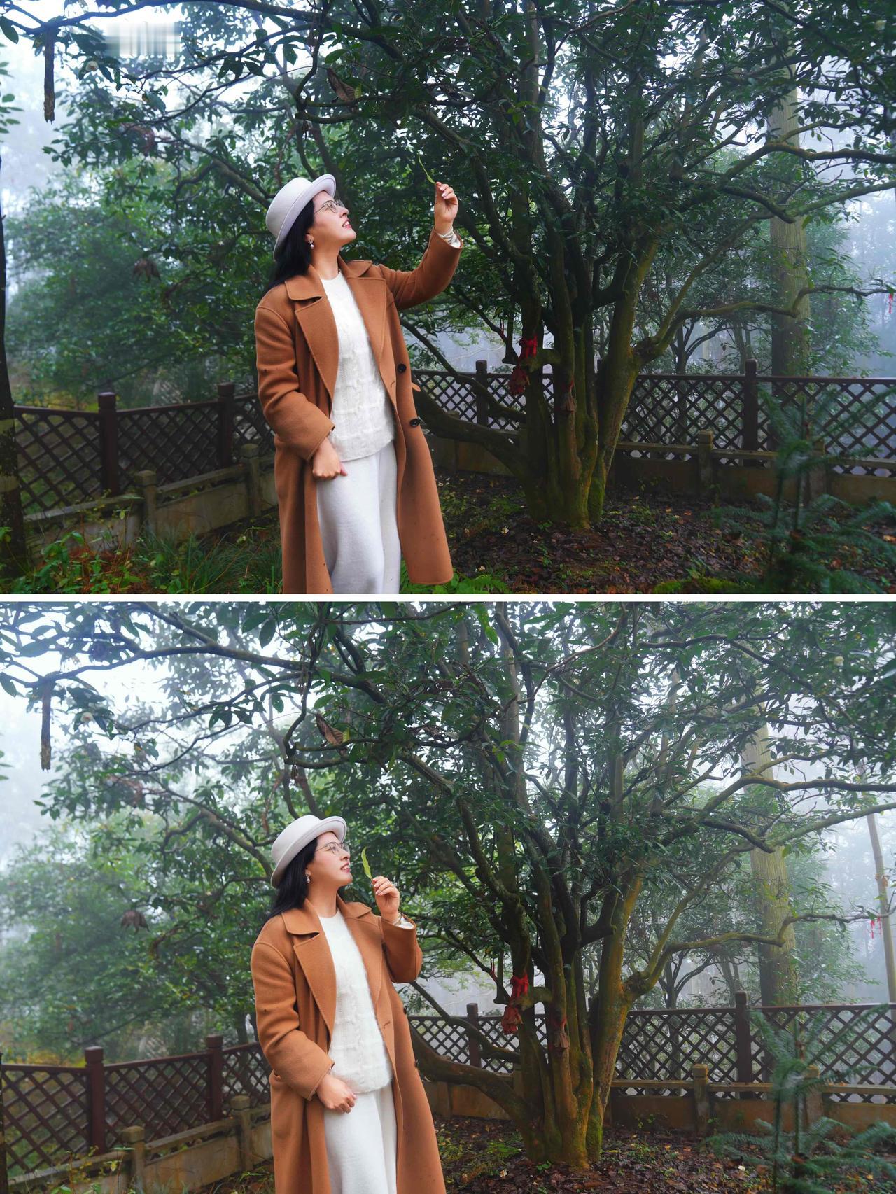 云雾茶境：普安，一片叶子的千年史诗晨雾还未散尽，群山在薄纱中若隐若现。这里是