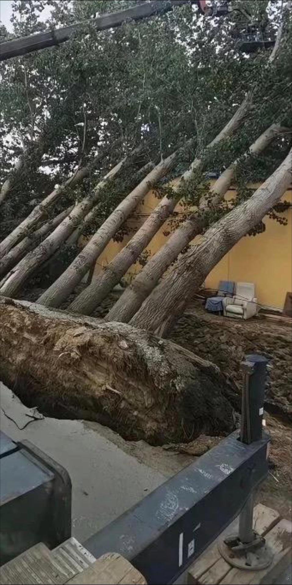 这种情况，你会是选择保树还是保房子？