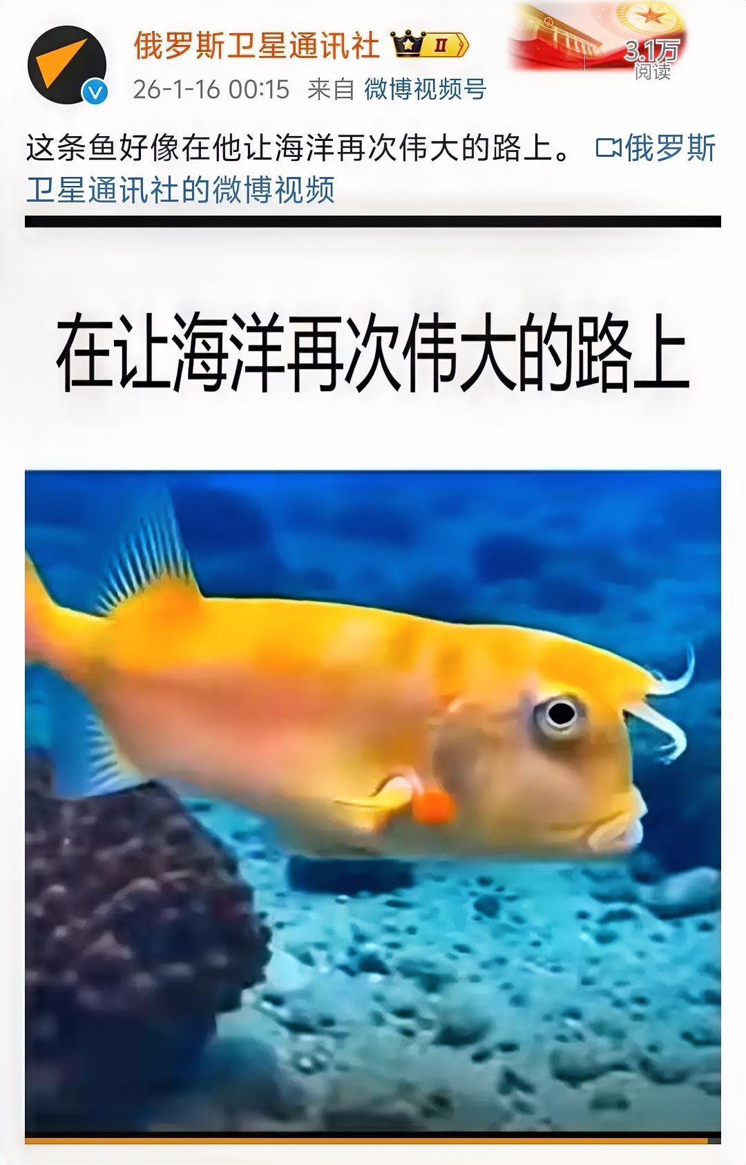 这个视频让我笑了一个晚上！神奇的大自然，神奇的人类世界！俄罗斯卫星通讯社发的一个