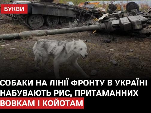 美国人研究范围还是真广泛，纽约时报报道，俄乌战争近4年，顿巴斯地区的流浪狗都发生