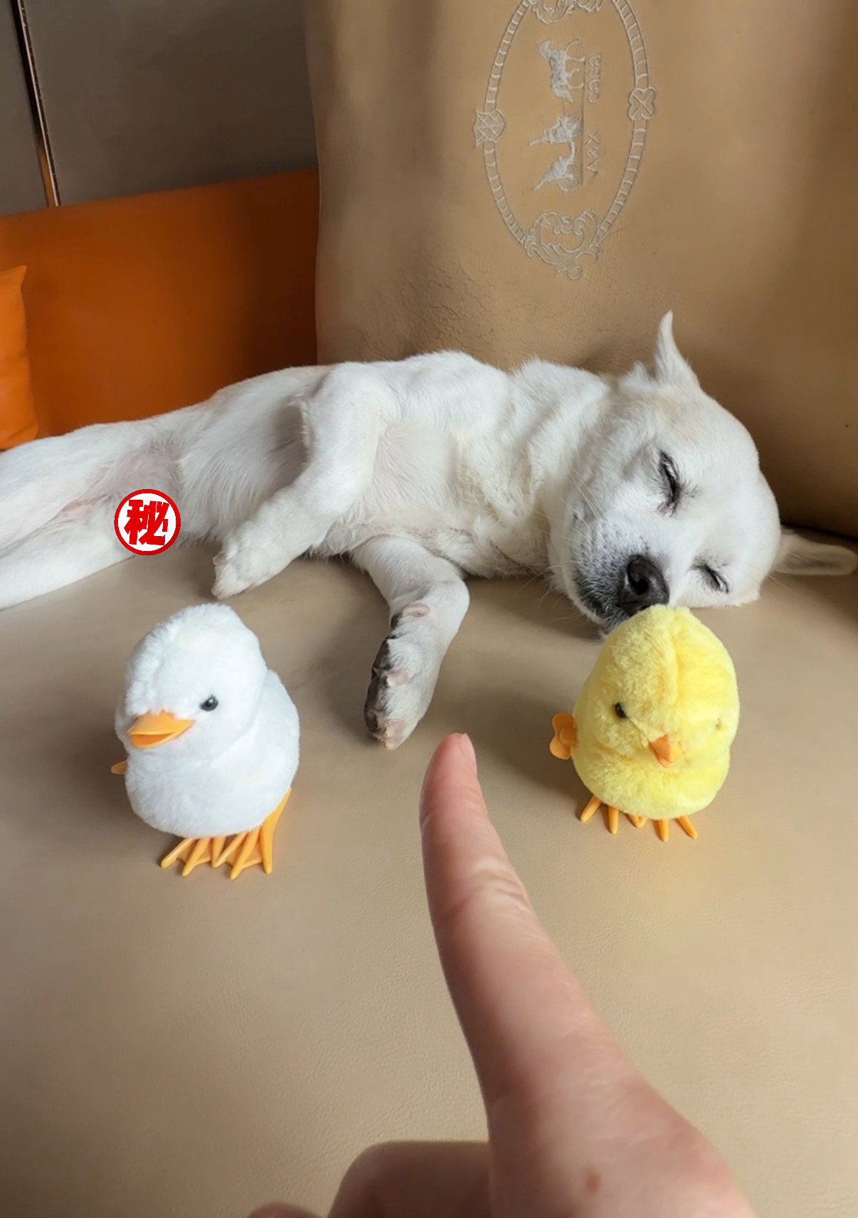 当我问狗子鸡鸭大战谁能胜出，它⬇️德约科维奇阿尔卡拉斯澳网争冠德约科维奇vs阿尔