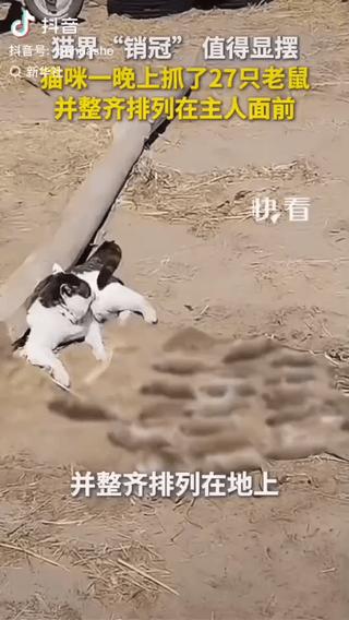 "猫咪火上新华社！"内蒙古猫咪一夜抓27只老鼠，还整齐摆好向主人"邀功"。更离谱