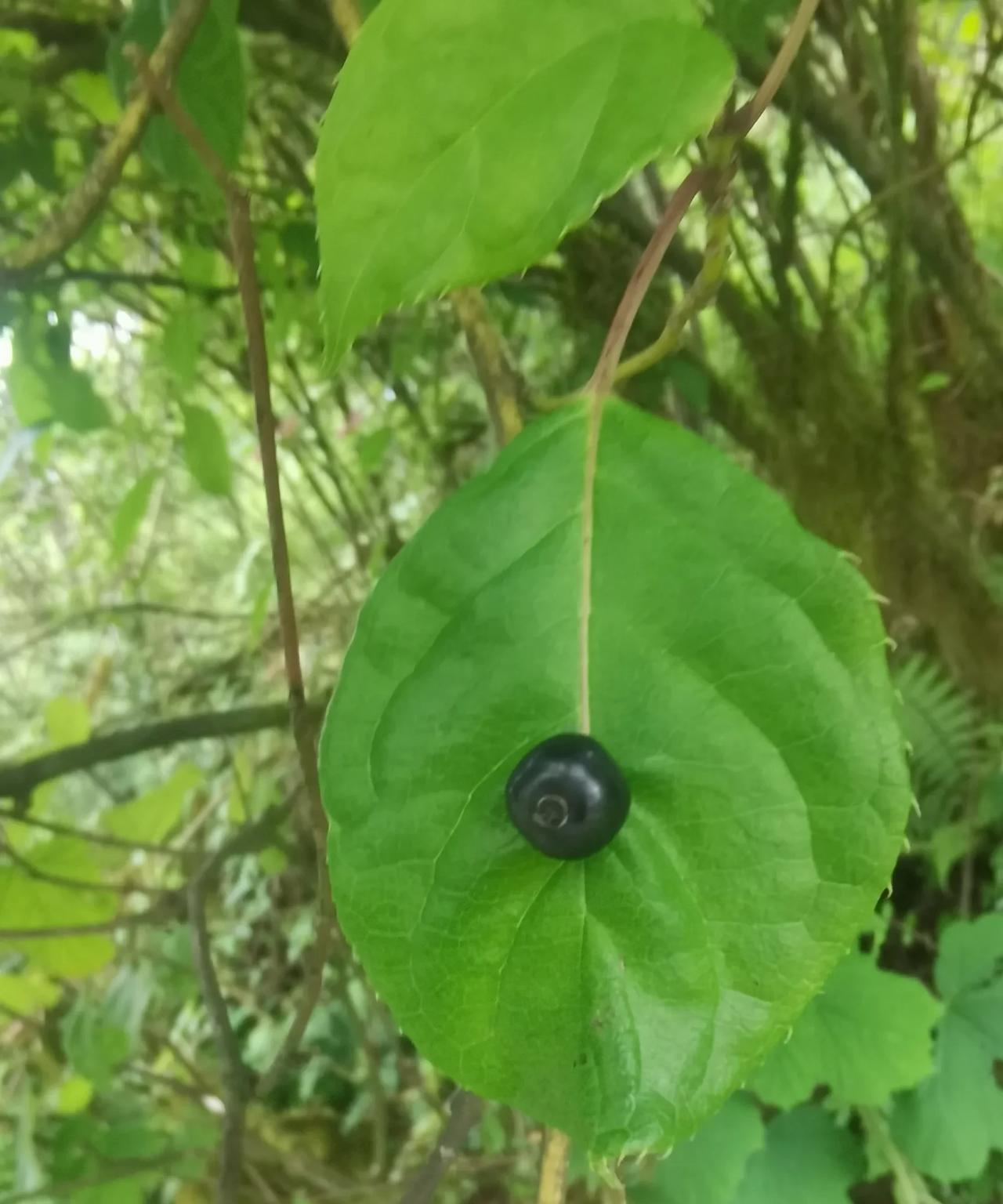 在二龙口往黄华方向的路边发现一种植物，不知道叫什么名字。每片叶子的中间都长着一颗