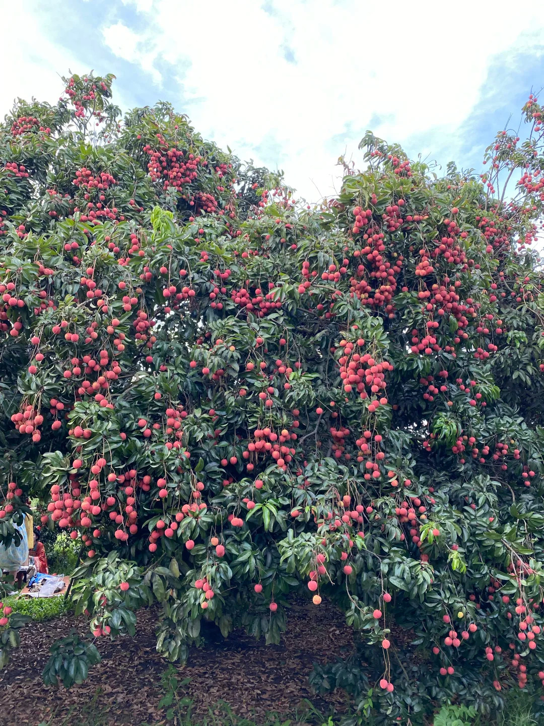 爱吃荔枝的人今年天塌了种荔枝这个事情，真的是看天吃饭的，对于种植户来说也是很不