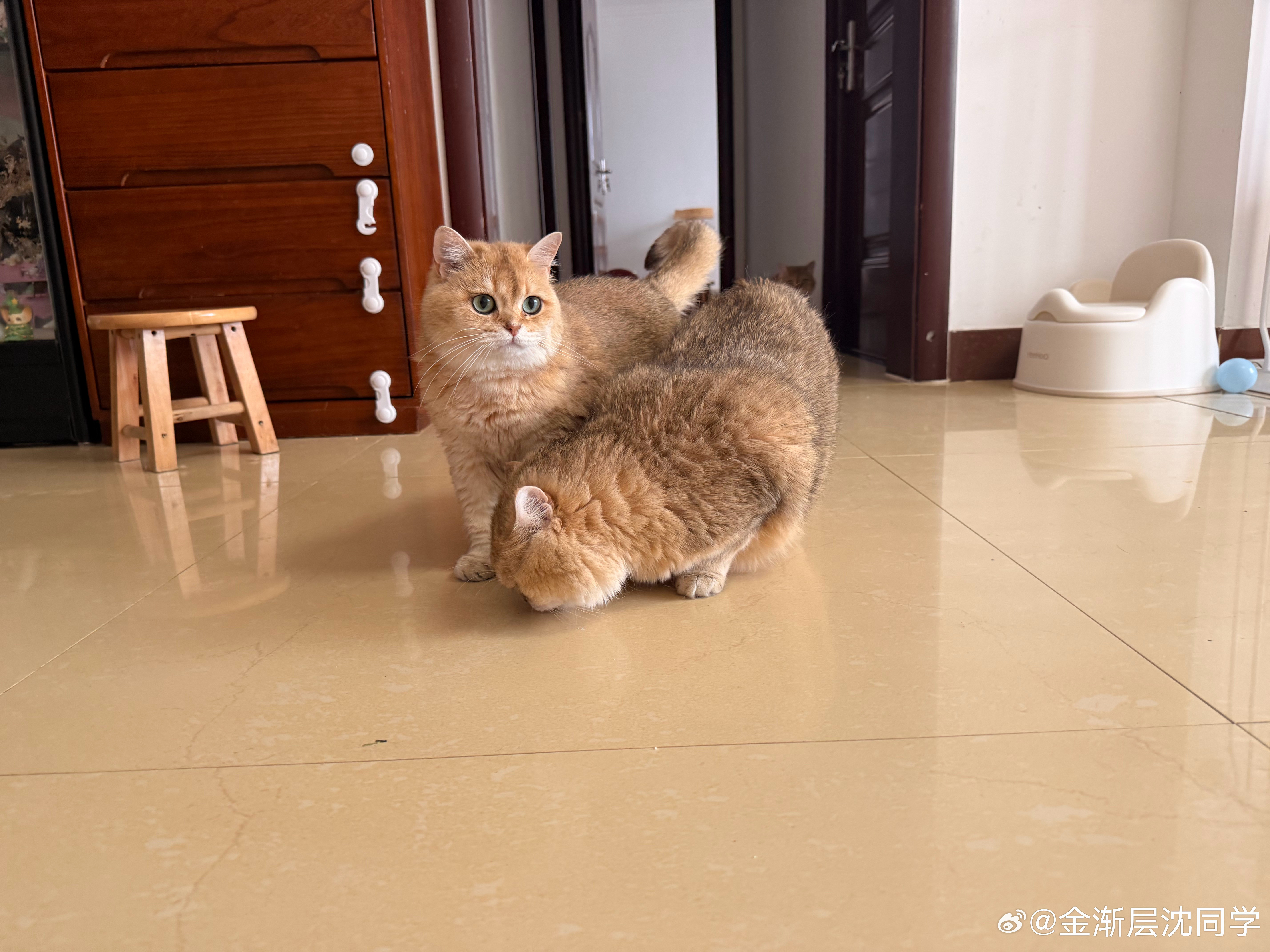 小黄桃喜欢贴贴萌宠猫咪