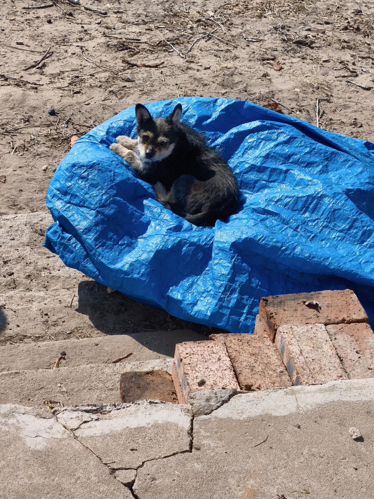 这片高地，狗不占猫就占。小动物也真聪明，它们就知道这儿不但阳光充足，还能避风挡沙