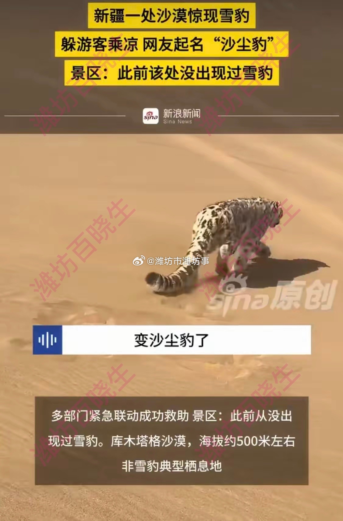 新疆一处沙漠惊现沙尘豹新疆沙漠惊现“沙尘豹”！雪山之王竟沦落沙海，太让人心疼了！