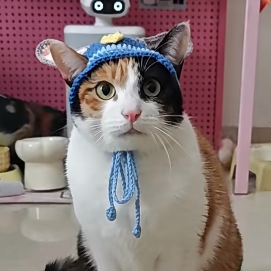 半夜睡不着刷到“真棒”猫，智慧不详察言观色能力极强、太搞笑了、我测试了我家的煤气