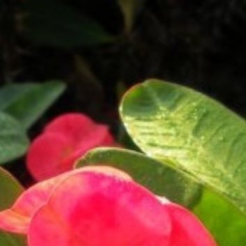 种植🌹虎刺梅的扦插繁殖方法：1.选择扦插时间：虎刺梅的扦插繁殖可以在整个生