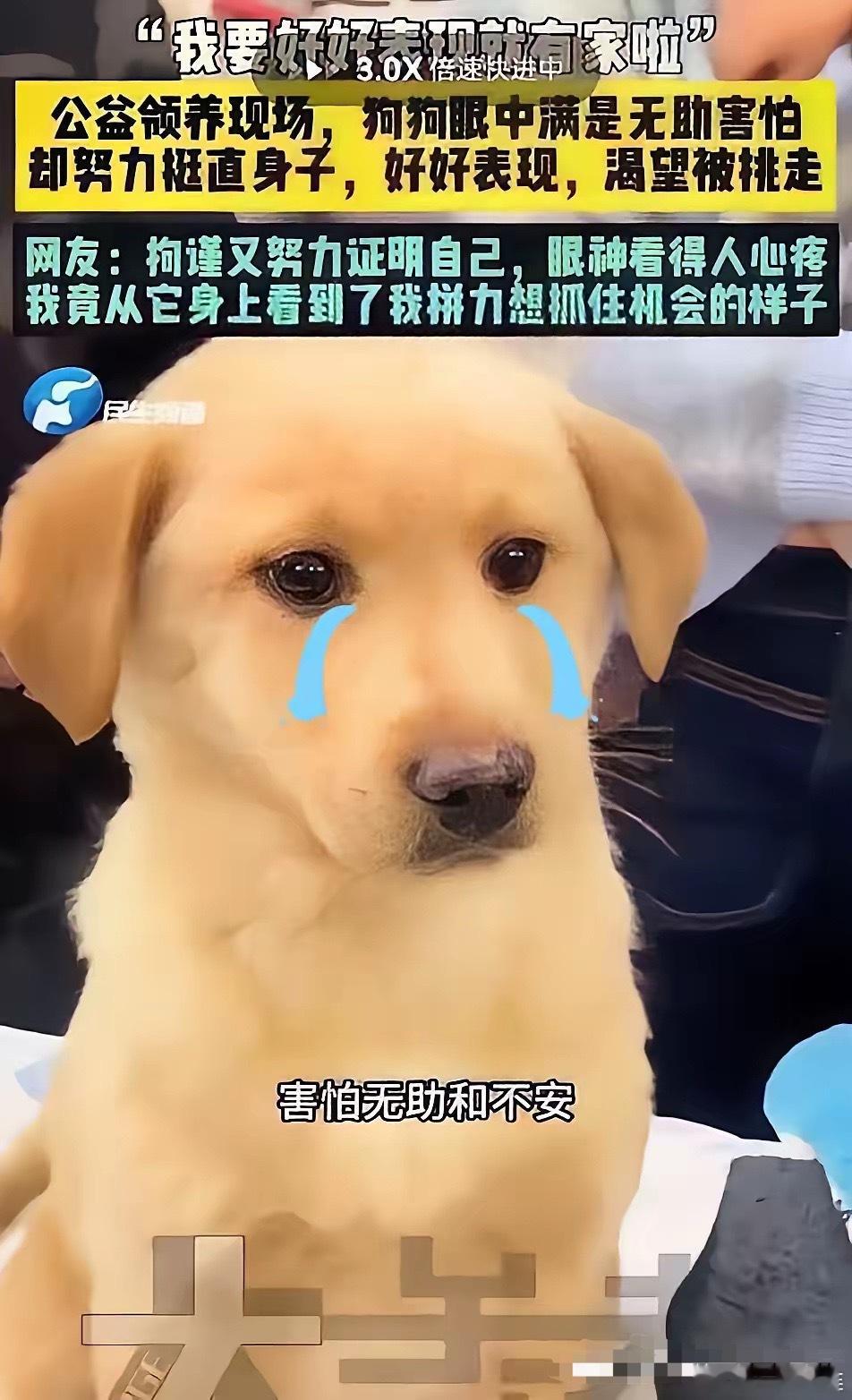 后续来了！！！全网心疼的坐姿小狗铁柱成功领养！从紧绷不安到肆意放松，终于拥有了温