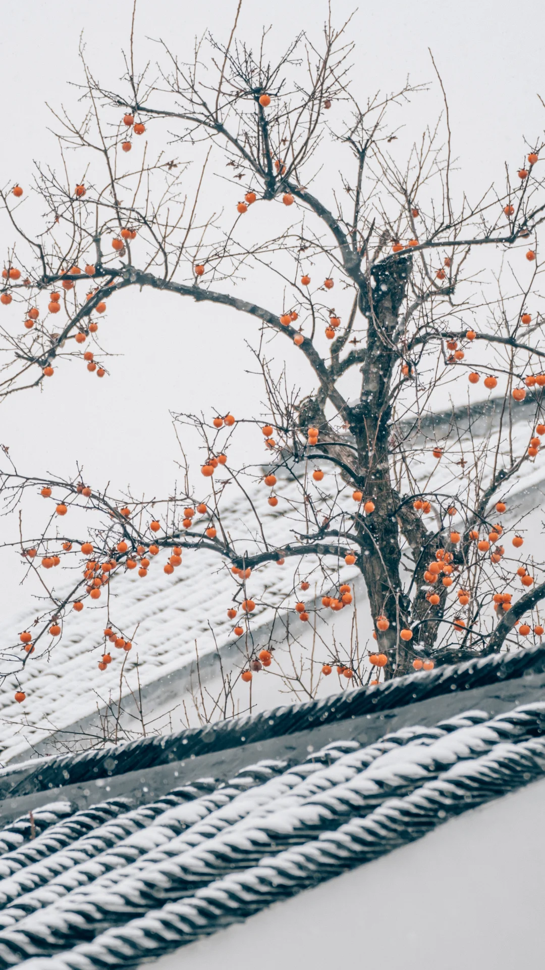苏州最好的地方都是免费的！！！
