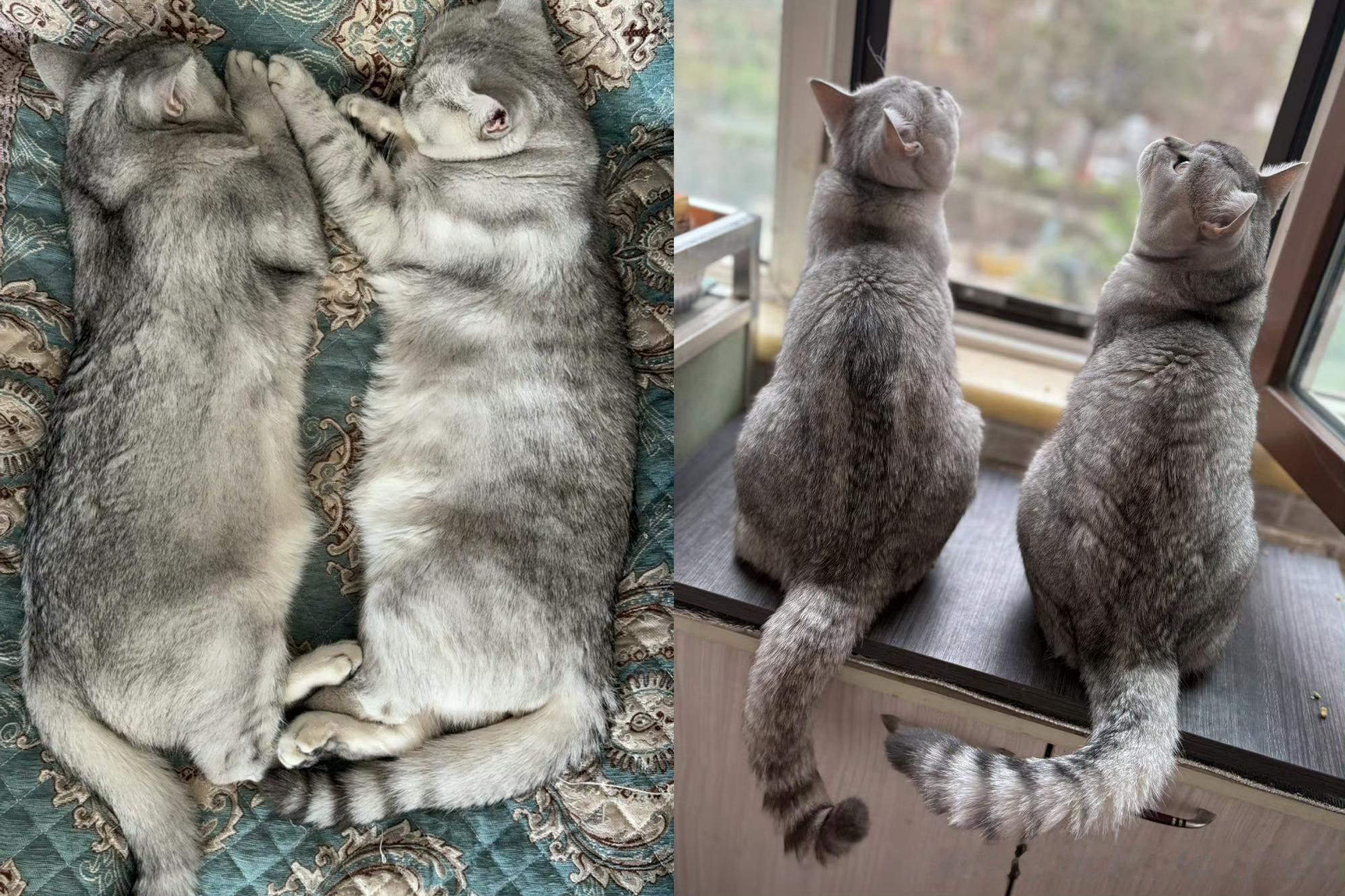 张泽禹一模一样的猫养两只7月3日，张泽禹发文纪念两只猫咪到家一周年！一年前两只