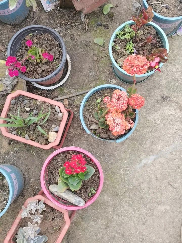 三月份阴天扦插，扦插后浇一次定根水，放阴凉通风处，一周后方可移出室外。长寿花怎么