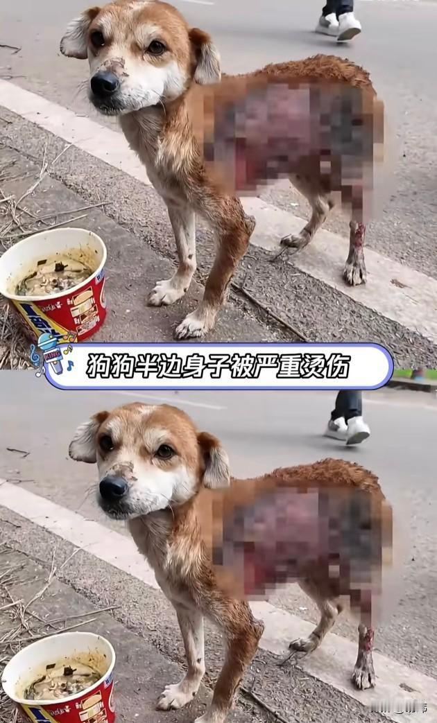 太惨了！这天一位小姐姐和男友去散步，当它们走到一条小路上的时候，看到了令人愤怒的