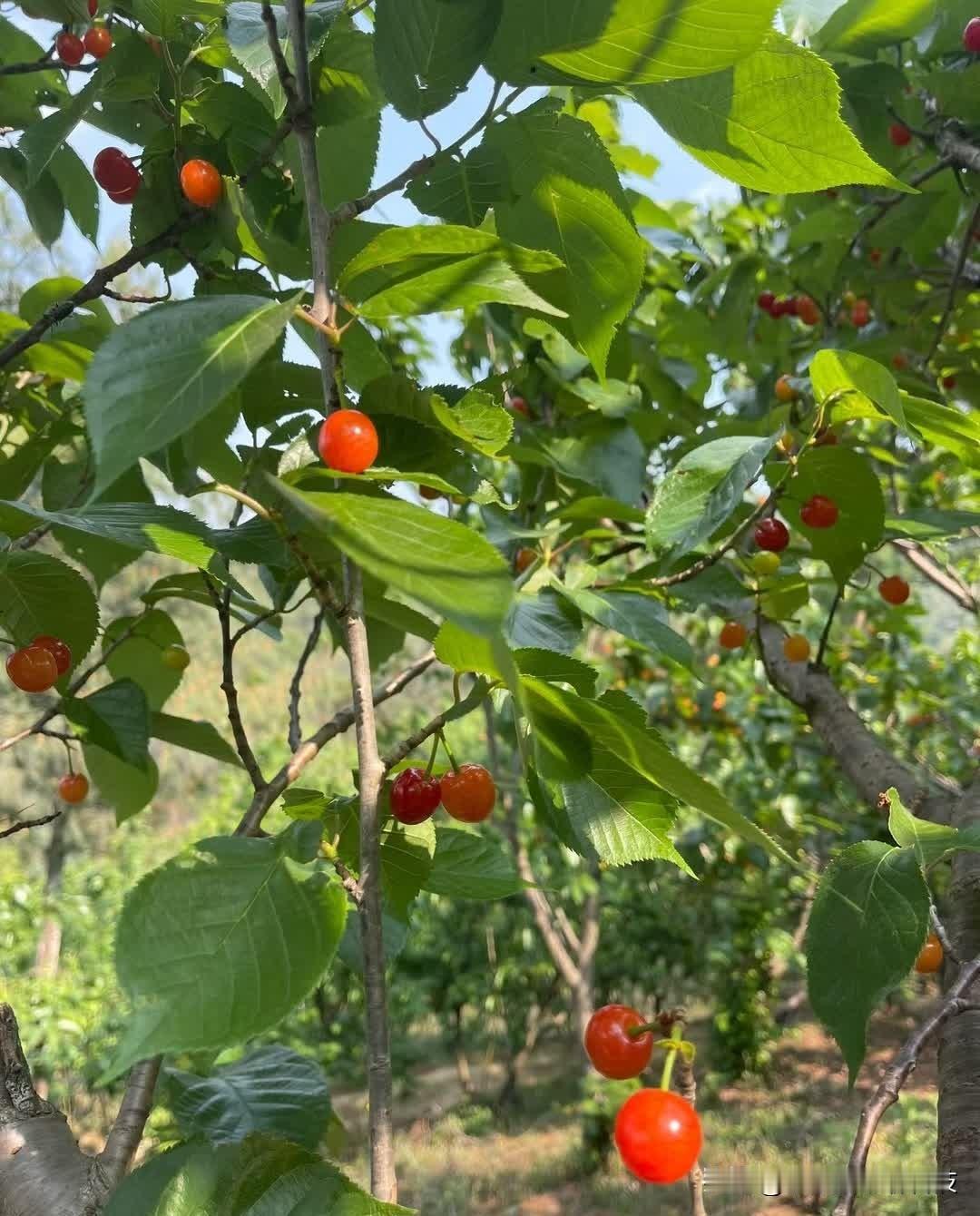 2026年4月21日，十二星座综合运势相对论🍭白羊座♈宜——思维逻辑清