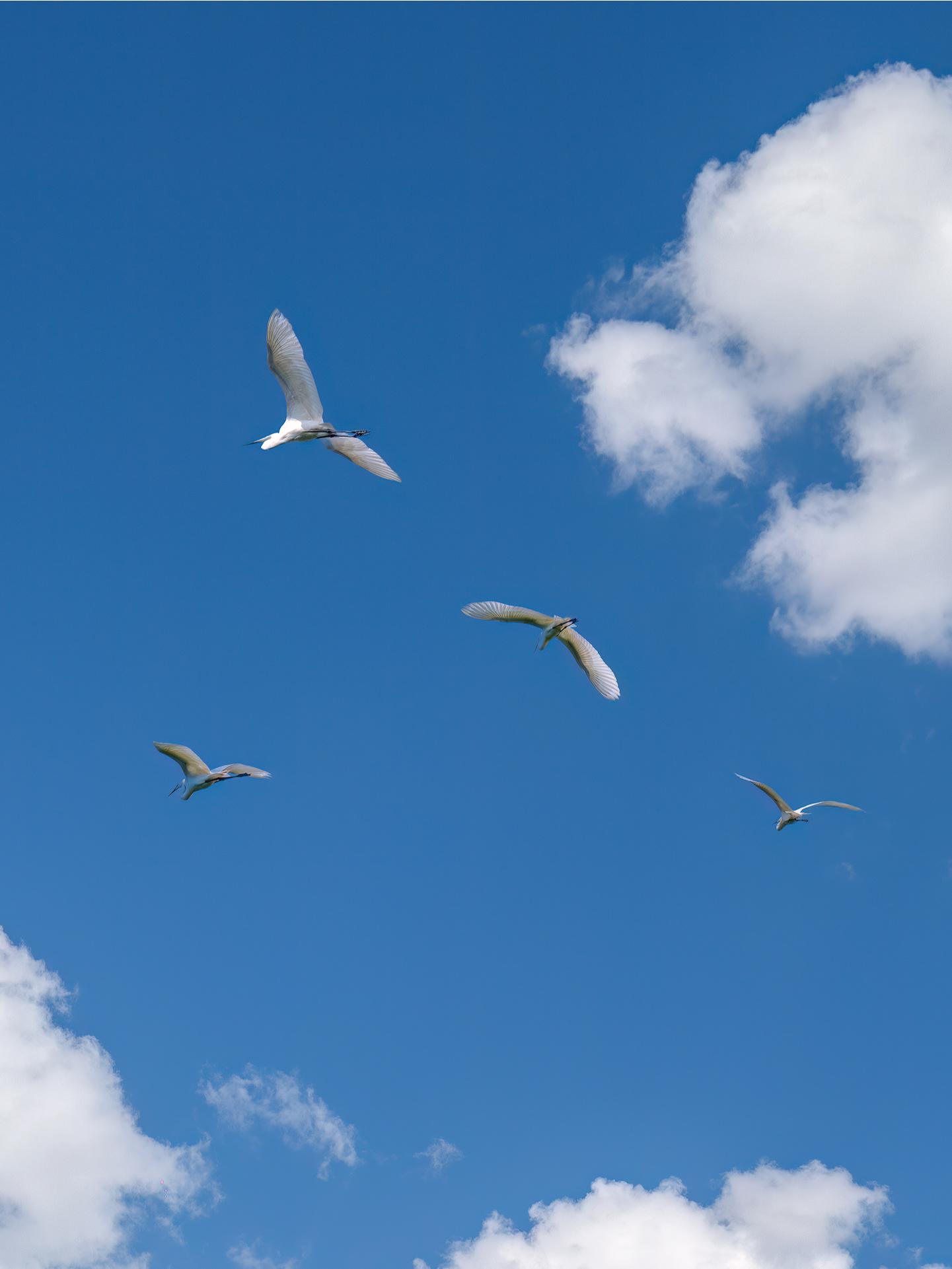 这个清明假期，等你来赏湿地桃花盛景。湿地公园正被一场粉色浪漫悄悄包裹 ...