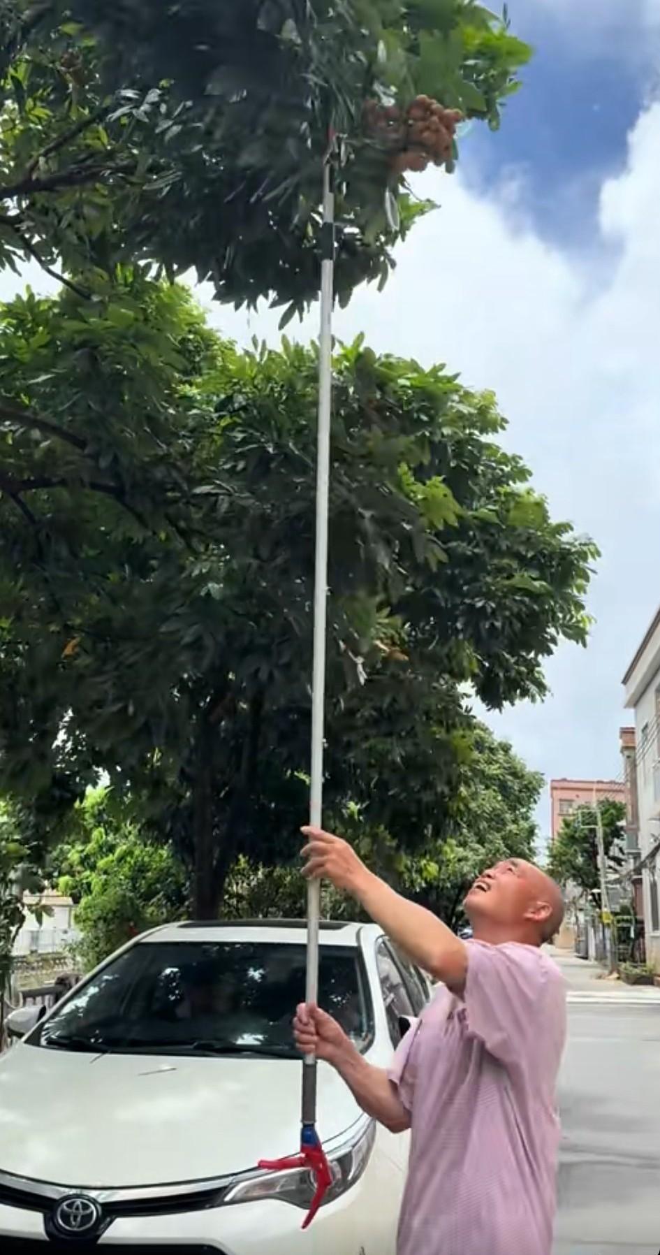 广东，网友发视频称:出来遛狗，看到路边有一颗龙眼树，作为外地人，表示没有见过，就