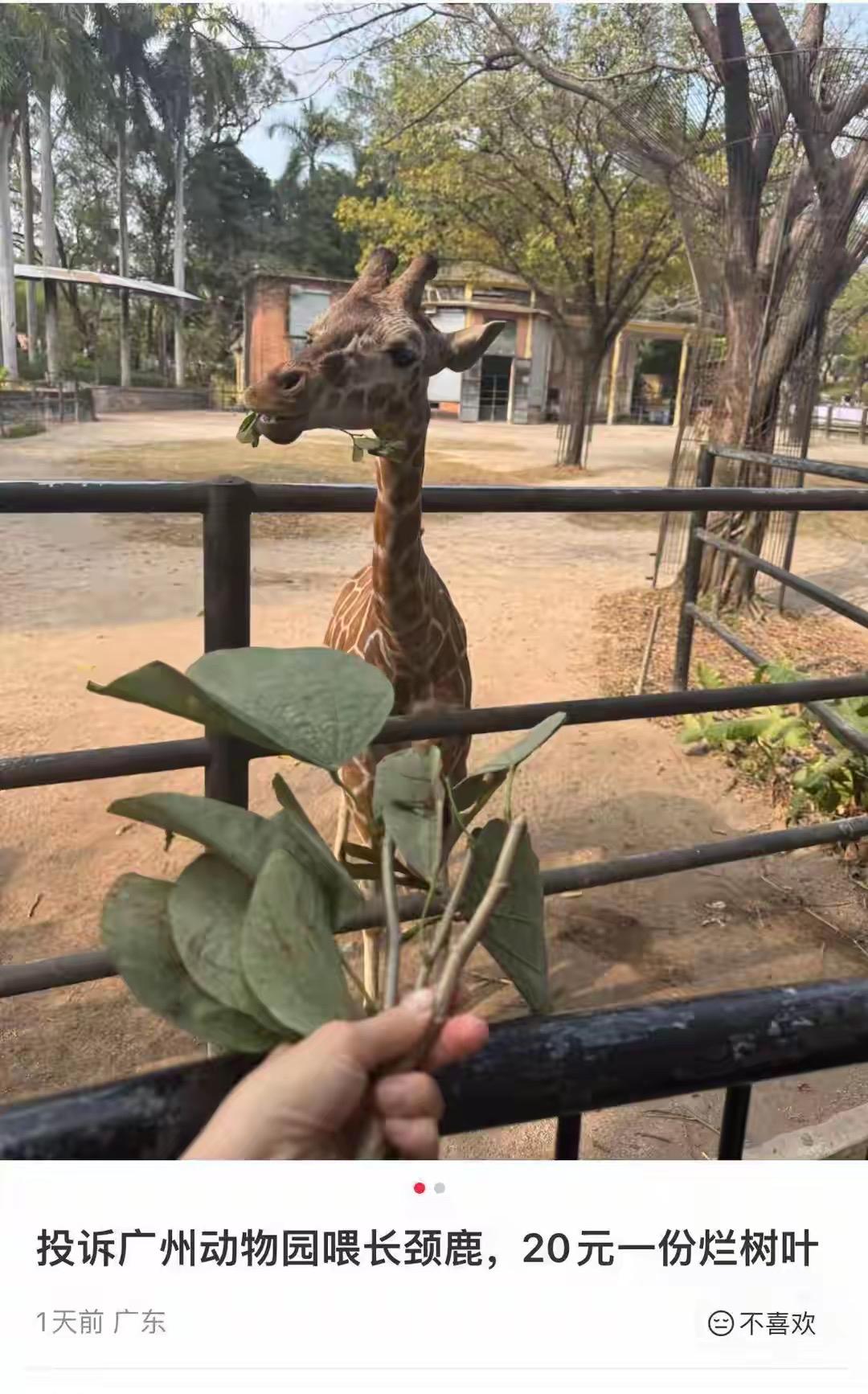 广州动物园喂长颈鹿遭游客狂吐槽！花20元就拿到3根带叶小树枝，网友直呼太坑，对比