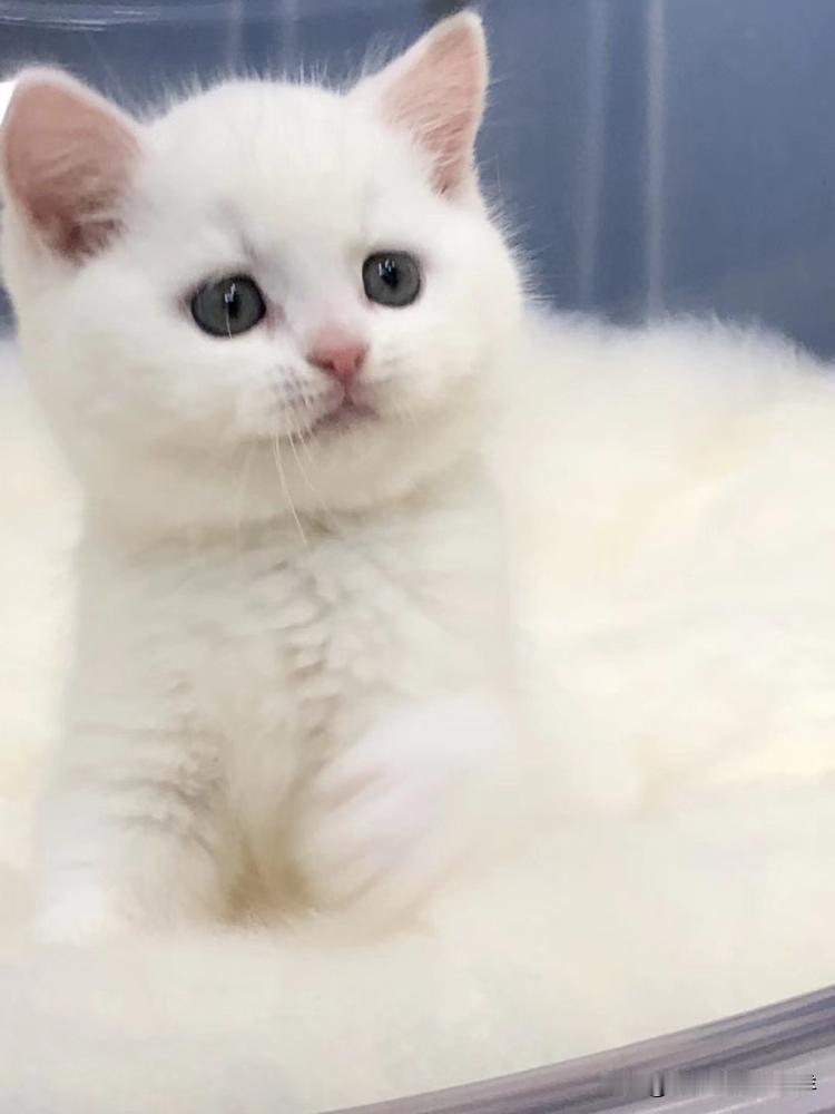 这只小猫咪，在我家附近很多年了，我偶尔投喂它，它经常跟在我后面，默默地守着。昨
