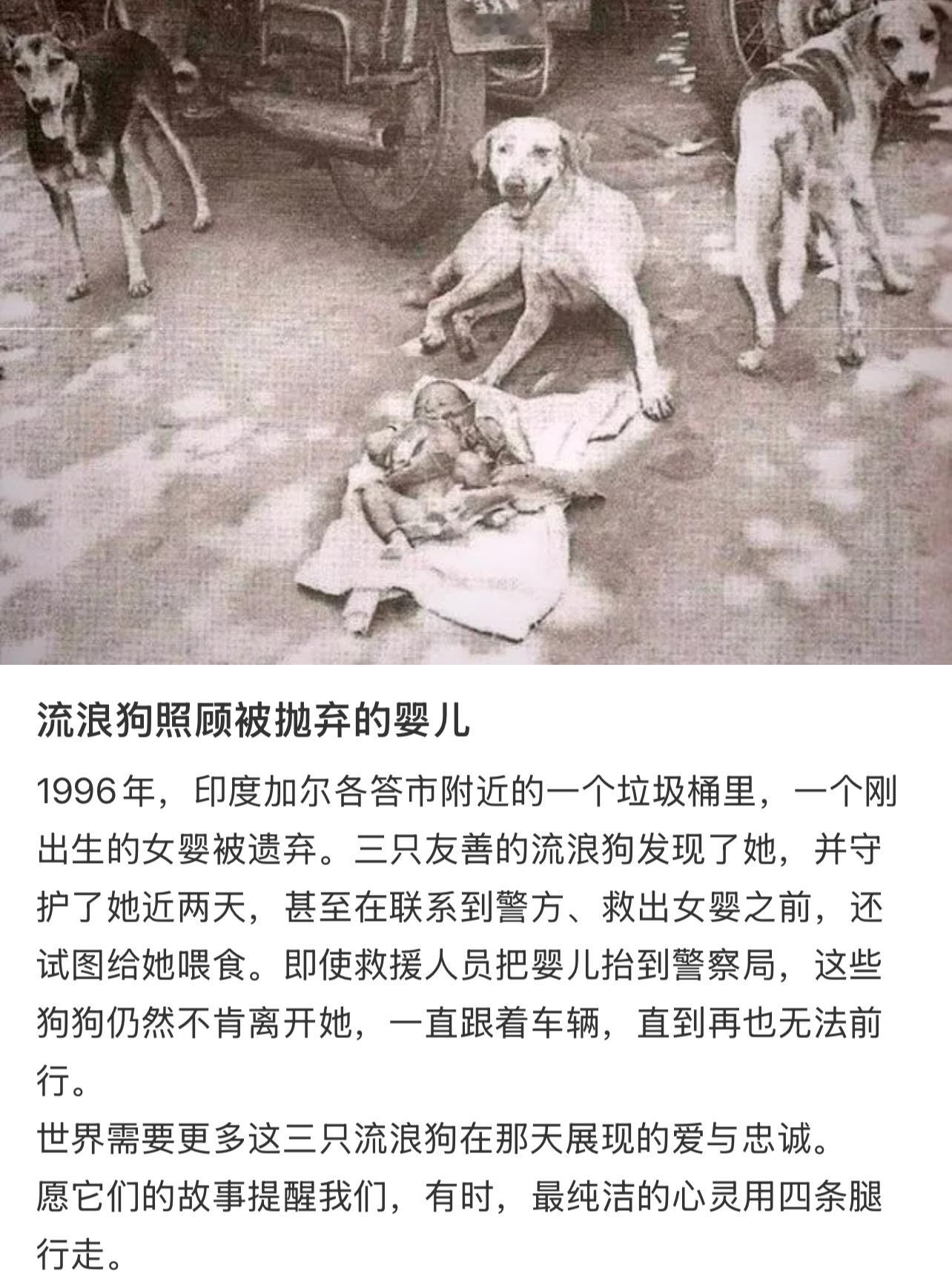 流浪狗照顾被抛弃的婴儿​​​