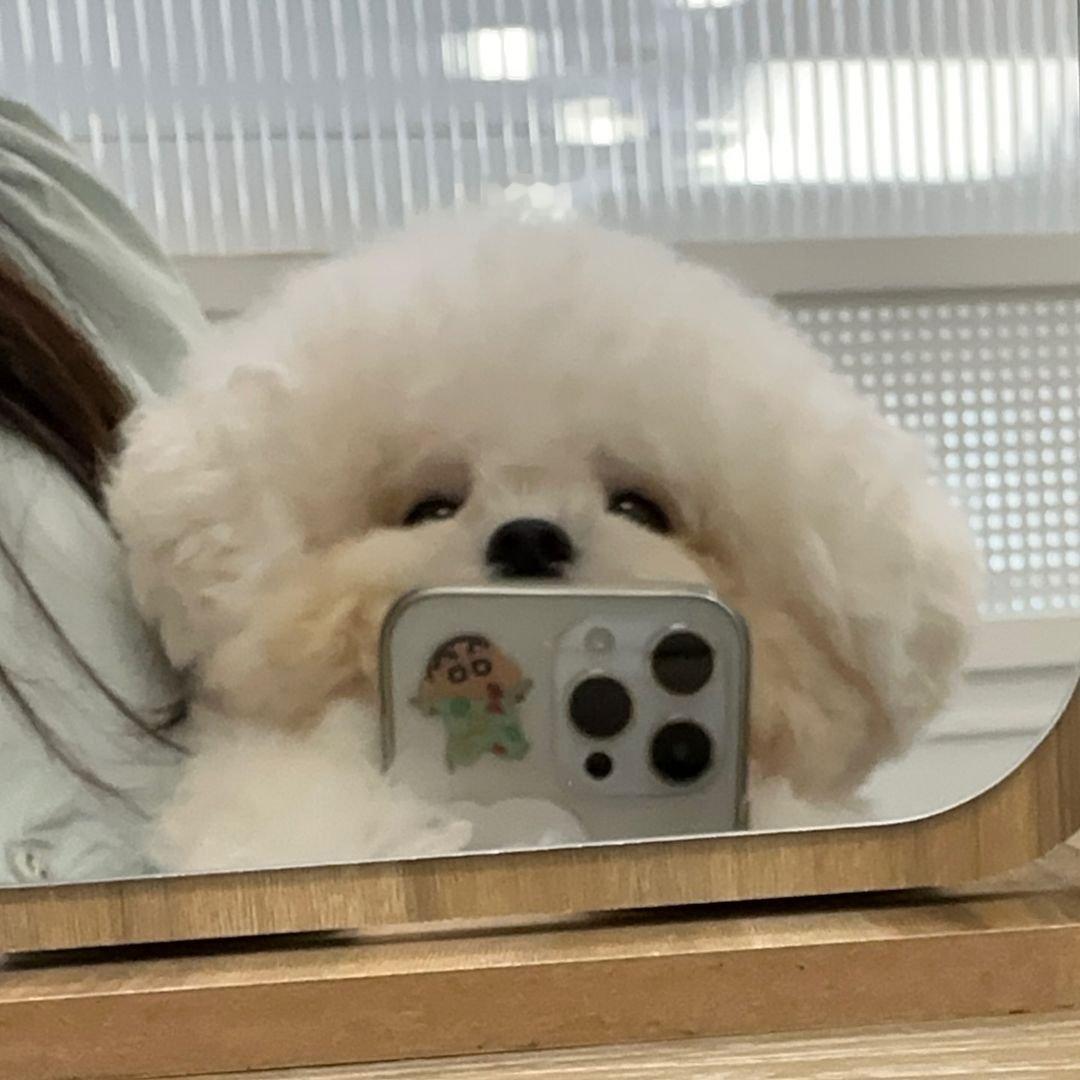 通知：小狗发自拍了