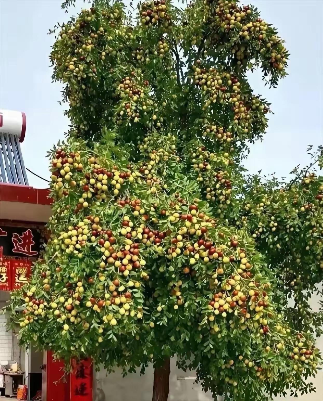 来报恩的枣树