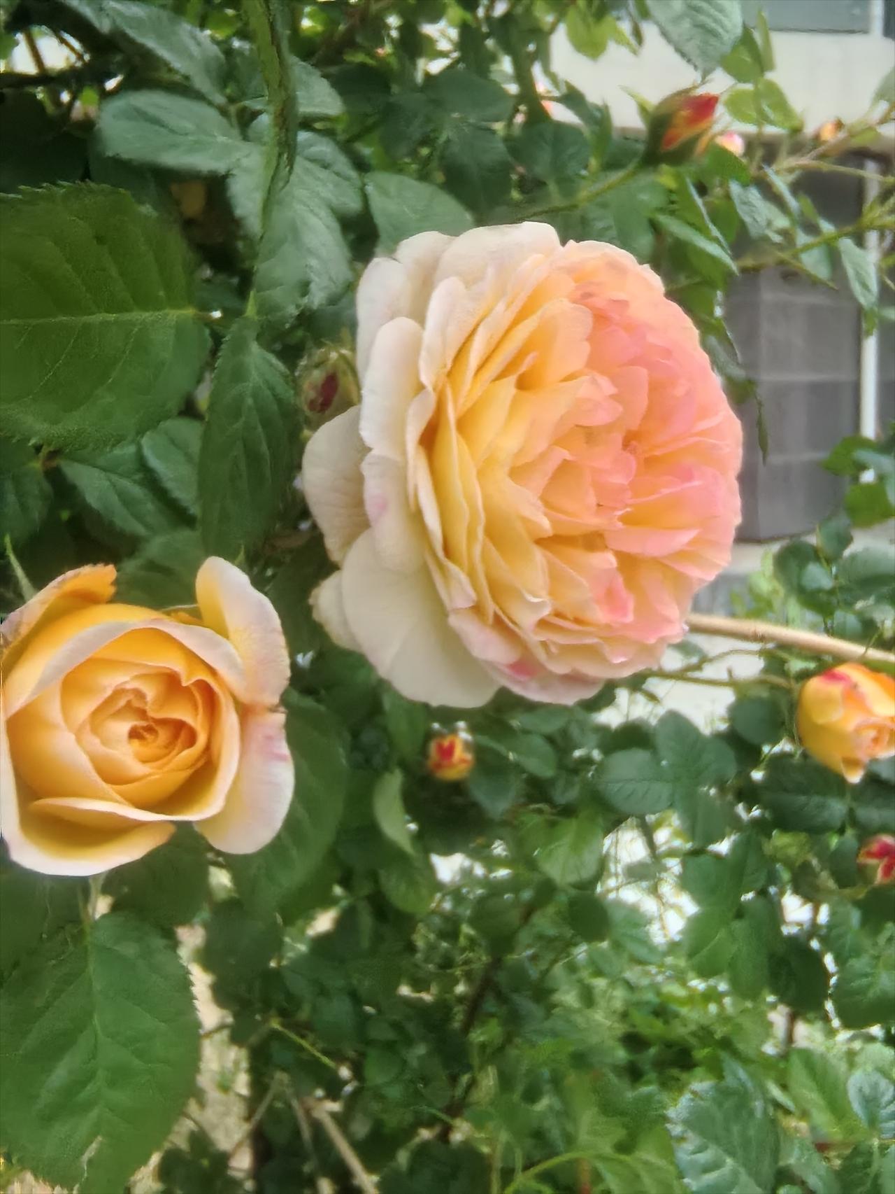 这分明是芍药花，月季花叶子和花都不是这样子。