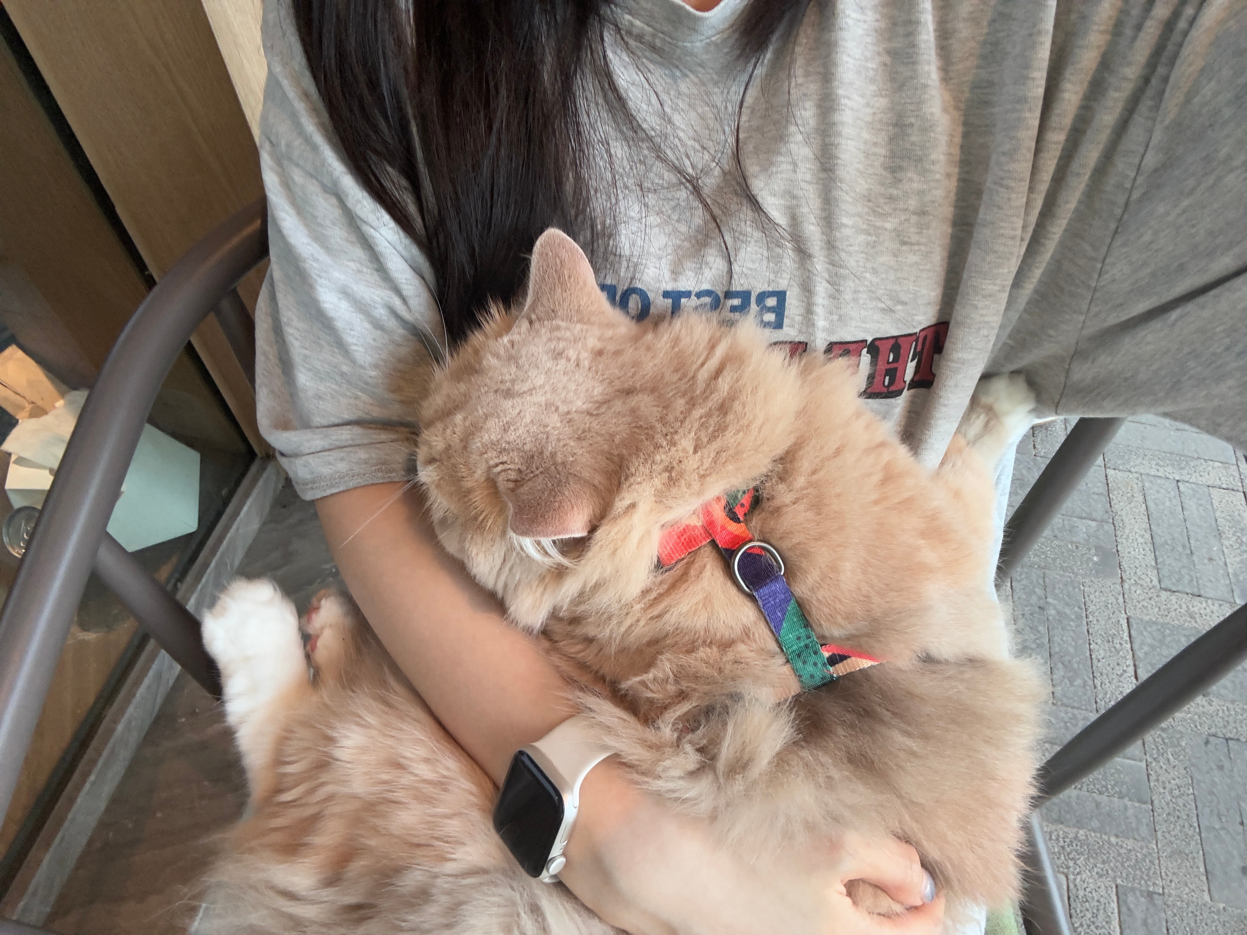审判这只出门才跟我亲热的吕猫
