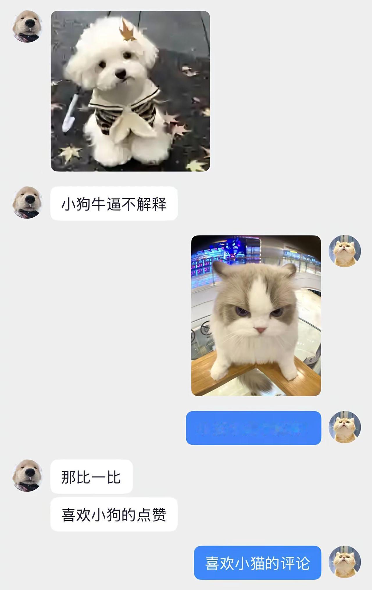 小猫小狗比一比，我不管，小猫要赢！小猫猫咪猫咪的不服全写在脸上小狗
