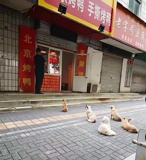 我来给这种爱心泼点冷水。这几天，咱们洛阳一烤鸭店老板坚持多年喂流