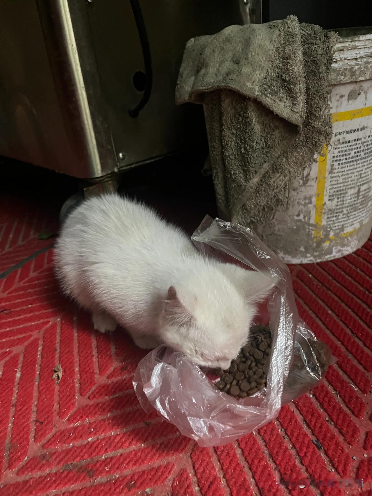 晒晒你相册里的流浪猫照片这两只都曾流浪到我的眼前，无意中帮助到它们。后来就没见了