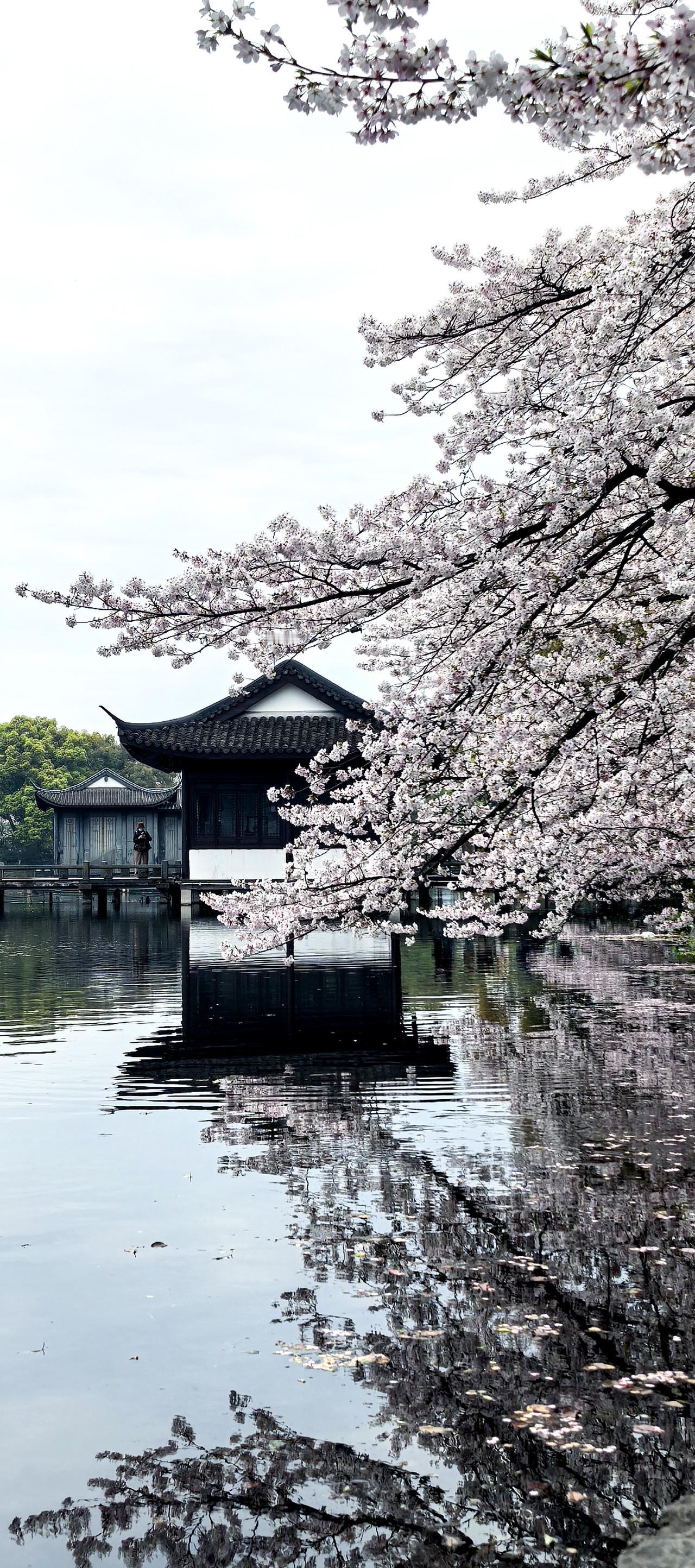 江南有十分春色，杭州占三分三月西湖，大美。太美。老祖宗称之天堂，从无虚言