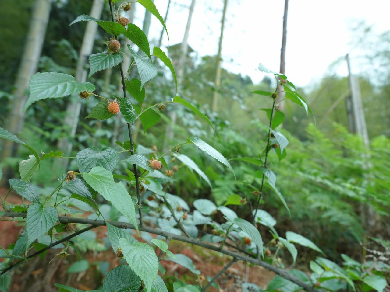 哪个泸州娃的童年，没被这带刺的三月泡扎过几回手？那天往纳溪郊外走，顺着石阶往