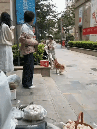 怪不得那么多人喜欢养狗，原来打架都是人狗一起上的。[捂脸哭]