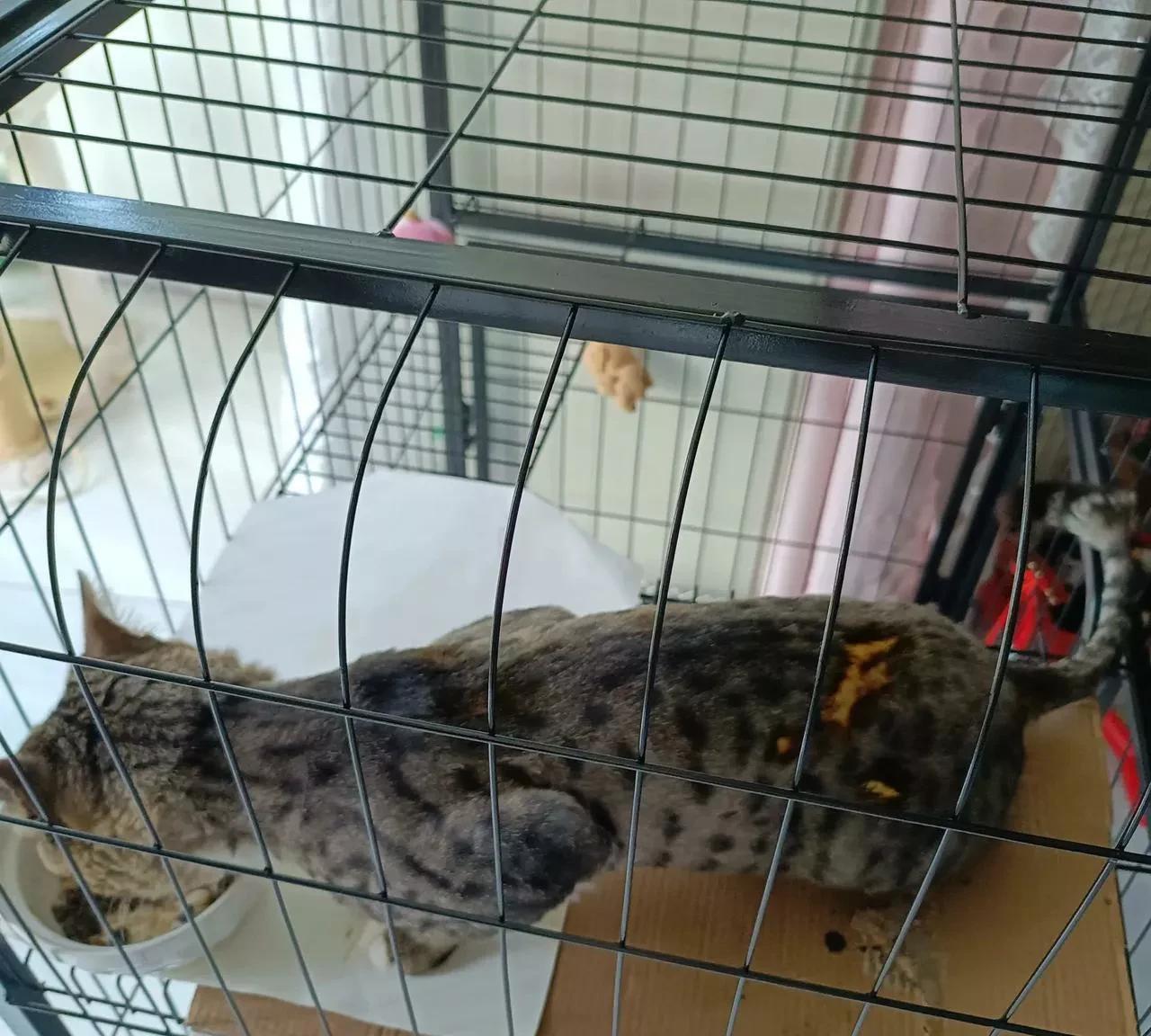 小区里喂了几次的流浪猫，经常来楼道里找我，被另一只大公猫打跑后好长时间不见了。
