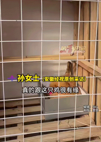 万万没有想到，江苏，一女子从市场买到一只病鸡，而治好鸡后女子本打算把它吃了，结果