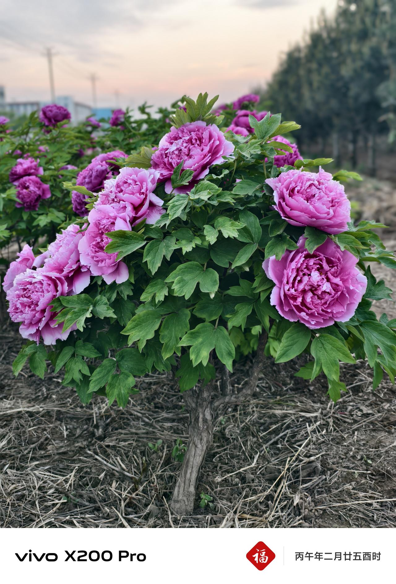 惊喜发现！隆尧园博园西边地里藏着一片牡丹花海，花开正当时！颜值超高还不收门票，路