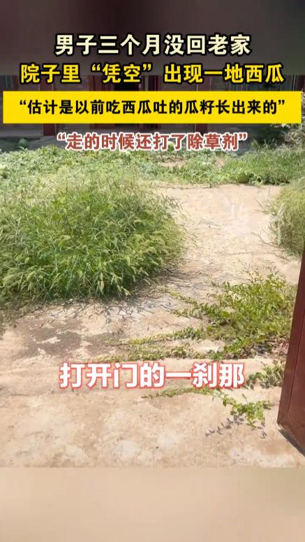“离了个大谱！”江苏徐州，一男子离开老家3个月，临走之前在院子里洒了除草剂，谁知