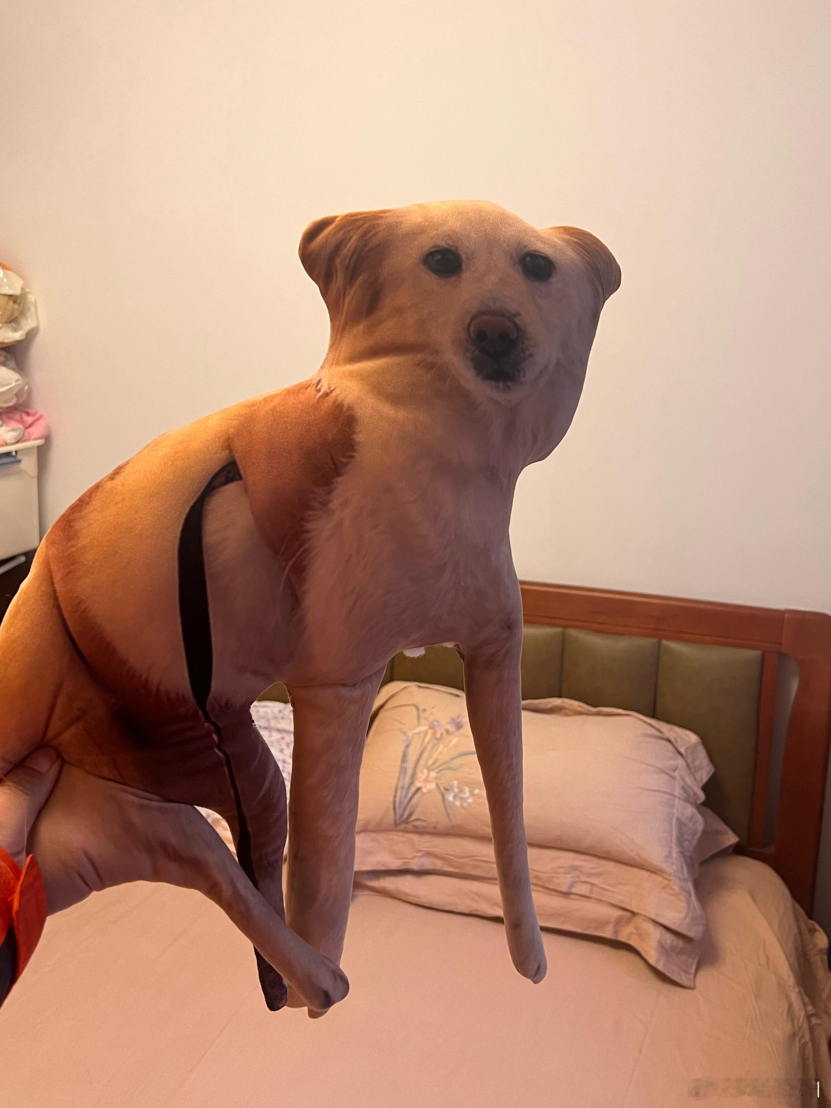 媳妇家之前捡回家的可爱流浪狗子……武汉