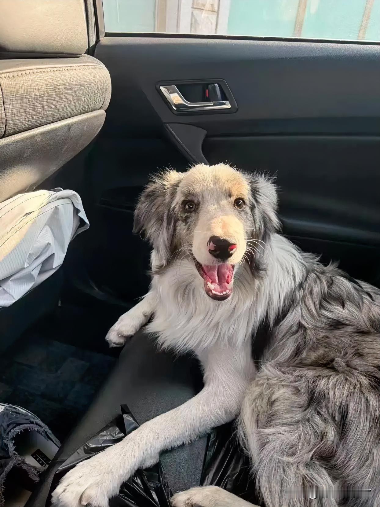 转发扩散！29号晚间，一位骑手在北京丰台区西铁营万达捡到一只陨石边牧。北京丰