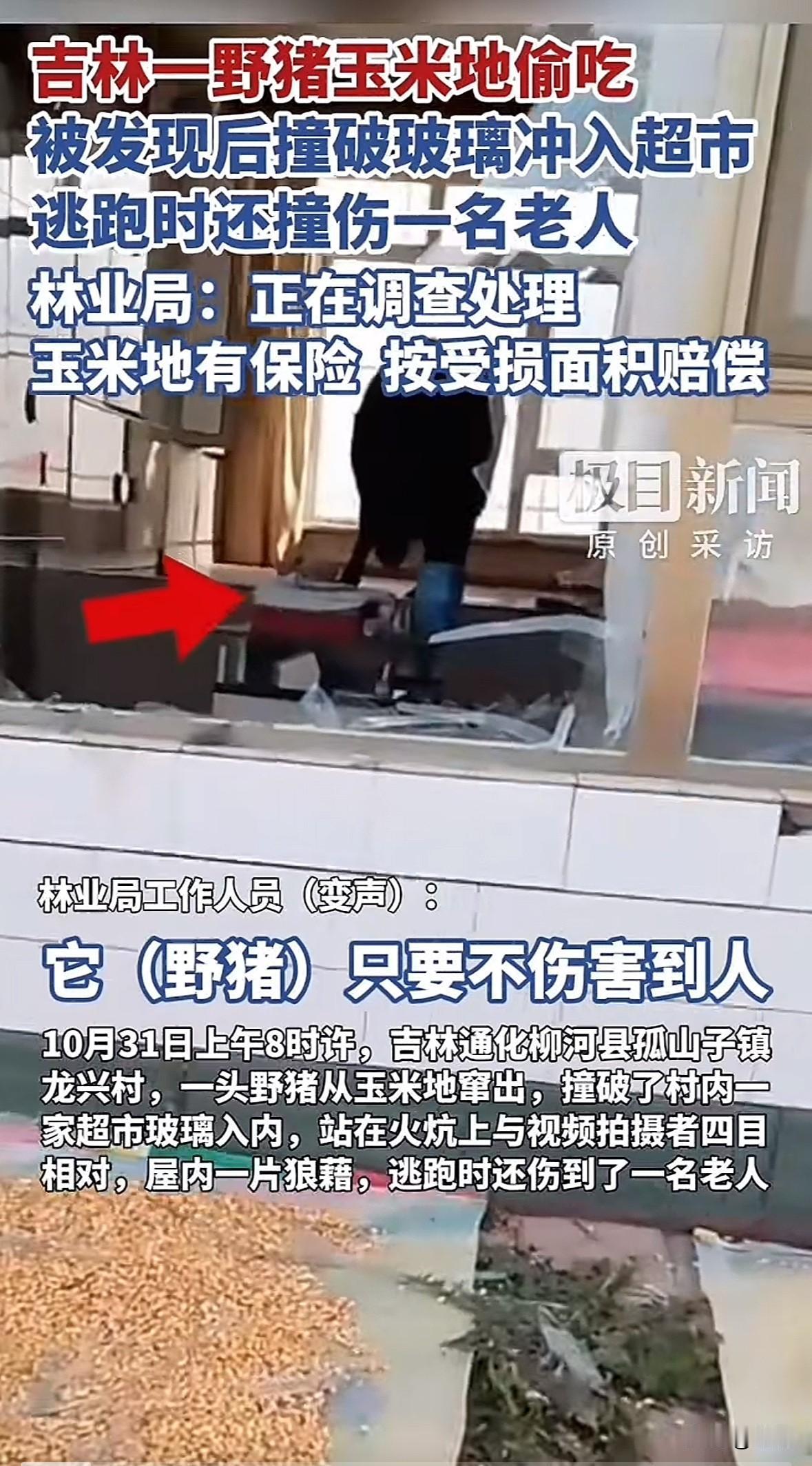 10月31日上午8点多，吉林通化柳河县孤山子镇龙兴村一头野猪跑到玉米地偷吃，被发