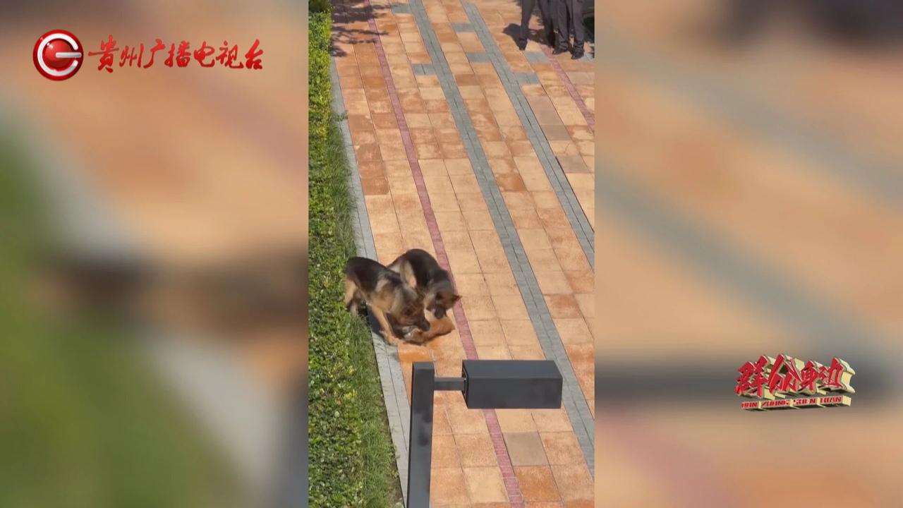 家住贵阳万科花城的孟女士，家里饲养了一只柴犬，朝夕相伴已有七年，平日里她细心照料